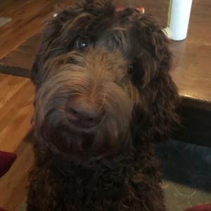 Meet your Posher, Marie